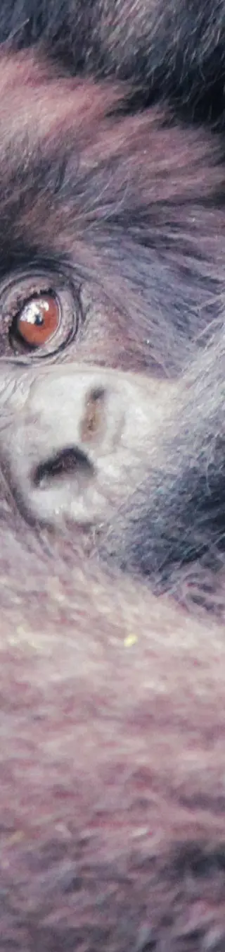 Faszinierende Tierwelt in Ostafrika.